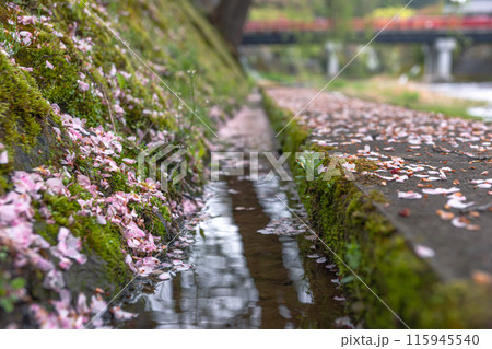 240423中橋桜z091 115945540