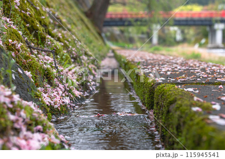240423中橋桜z075 240423中橋桜z075 115945541