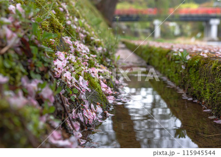 240423中橋桜z024 115945544