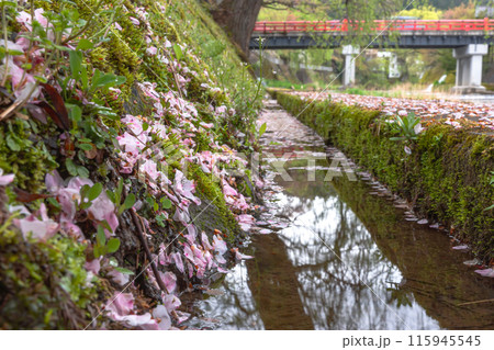 240423中橋桜z021 240423中橋桜z021 115945545