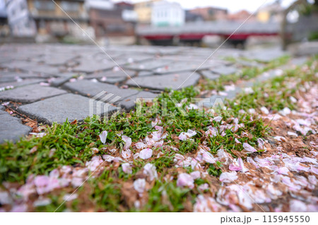 240423中橋桜z002 115945550