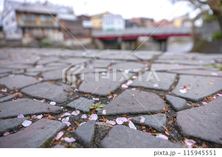 240423中橋桜z001 115945551