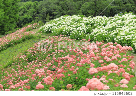 東京サマーランドあじさい園 115945602