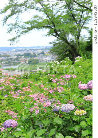 東京サマーランドあじさい園 東京サマーランドあじさい園 115945607