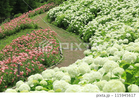 東京サマーランドあじさい園 115945617