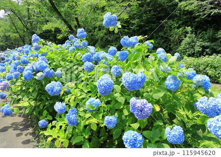 東京サマーランドあじさい園 東京サマーランドあじさい園 115945620