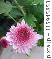 pink flower of chrysanthemum 115945853