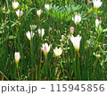 white tulip in the garden 115945856