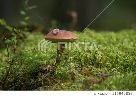Imleria badia mushroom in low angle view Imleria badia mushroom in low angle view 115945858