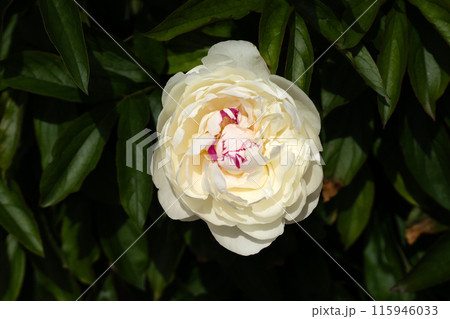 満開の芍薬の花のクローズアップ 満開の芍薬の花のクローズアップ 115946033