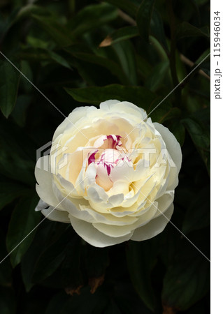 満開の芍薬の花のクローズアップ 115946034