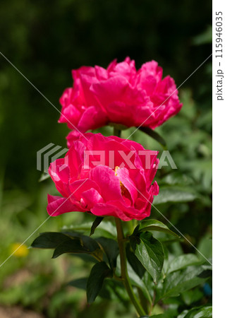 満開の芍薬の花のクローズアップ 115946035
