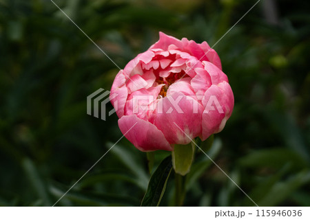 満開の芍薬の花のクローズアップ 満開の芍薬の花のクローズアップ 115946036