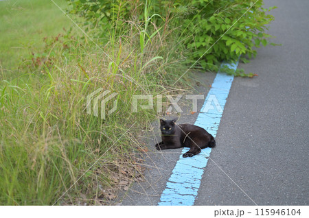道端で横になる黒猫 道端で横になる黒猫 115946104