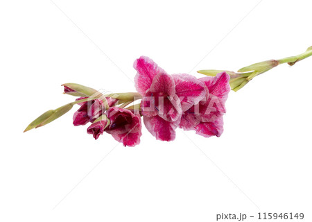 beautiful bright purple gladiolus flower isolated on white 115946149