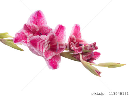 beautiful bright purple gladiolus flower isolated on white beautiful bright purple gladiolus flower isolated on white 115946151