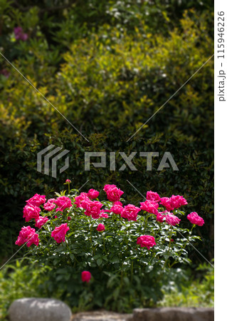 満開の芍薬の花 満開の芍薬の花 115946226