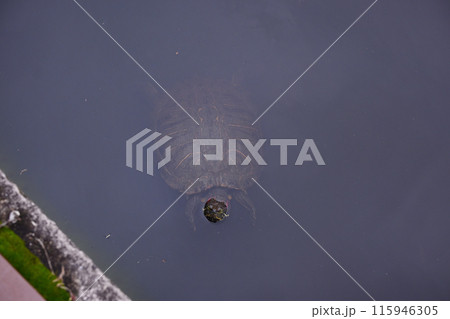 ミシシッピアカミミガメ ミシシッピアカミミガメ 115946305