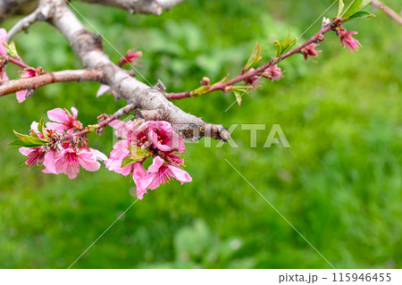 240424瓜巣桃の花z124 240424瓜巣桃の花z124 115946455