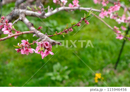 240424瓜巣桃の花z114 115946456