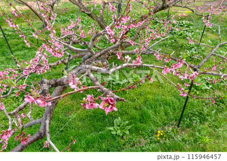 240424瓜巣桃の花z111 240424瓜巣桃の花z111 115946457