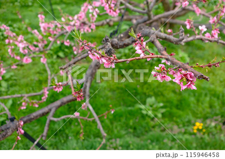 240424瓜巣桃の花z092 240424瓜巣桃の花z092 115946458