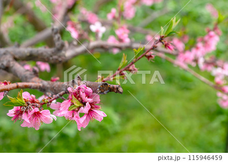 240424瓜巣桃の花z087 240424瓜巣桃の花z087 115946459
