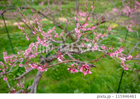 240424瓜巣桃の花z074 115946461