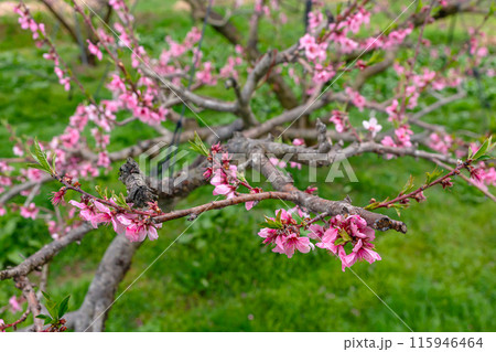 240424瓜巣桃の花z050 240424瓜巣桃の花z050 115946464