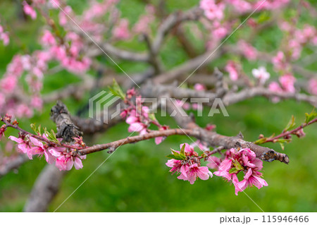 240424瓜巣桃の花z040 115946466