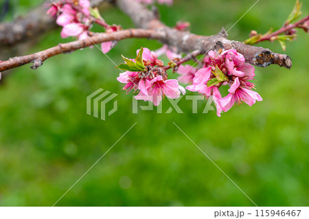 240424瓜巣桃の花z039 115946467