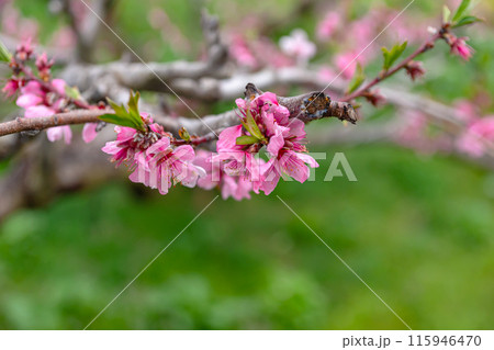 240424瓜巣桃の花z025 115946470