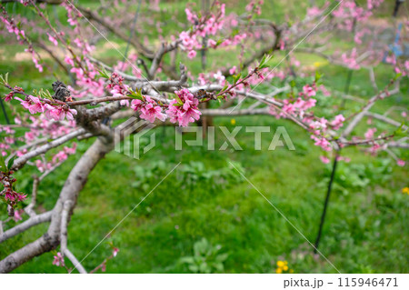 240424瓜巣桃の花z025 115946471