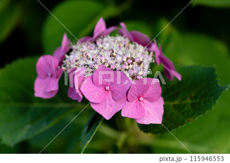 梅雨の晴れ間の紫陽花 115946553