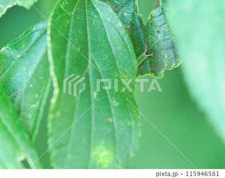 葉の上のオオムラサキの幼虫 葉の上のオオムラサキの幼虫 115946581