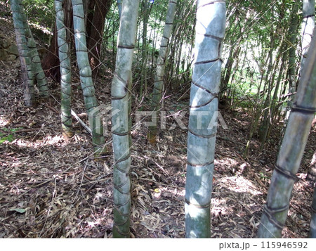 亀甲竹 キッコウチク 青竹 竹林 竹 植物 亀甲竹 キッコウチク 青竹 竹林 竹 植物 115946592