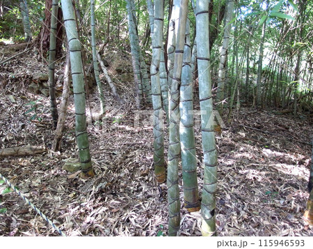 亀甲竹 キッコウチク 竹林 青竹 竹 植物の写真素材 [115946593] - PIXTA