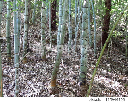 亀甲竹 キッコウチク 青竹 竹林 竹 植物の写真素材 [115946596] - PIXTA