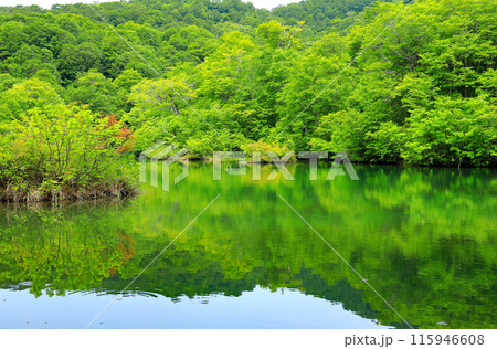 初夏の自然豊かな新緑の鎌池 初夏の自然豊かな新緑の鎌池 115946608