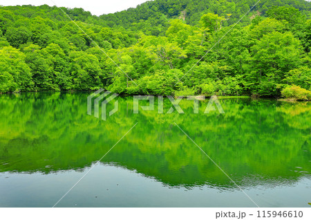 初夏の自然豊かな新緑の鎌池 115946610