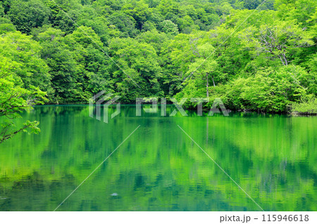 初夏の自然豊かな新緑の鎌池 初夏の自然豊かな新緑の鎌池 115946618