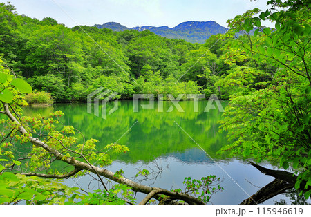 初夏の自然豊かな新緑の鎌池 初夏の自然豊かな新緑の鎌池 115946619