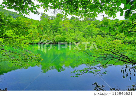 初夏の自然豊かな新緑の鎌池 115946621