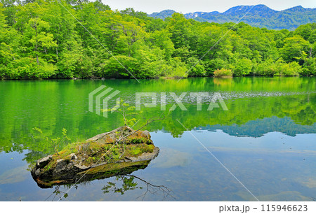 初夏の自然豊かな新緑の鎌池 115946623