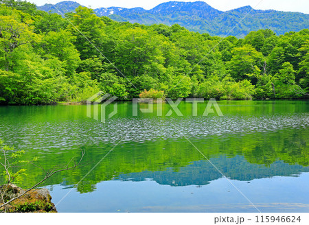 初夏の自然豊かな新緑の鎌池 115946624