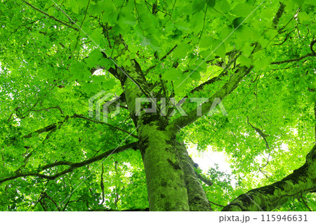 初夏の自然豊かな新緑の鎌池 115946631
