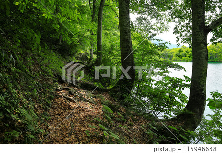 初夏の自然豊かな新緑の鎌池 115946638