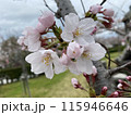 曇り空でも元気に咲く桜の花 115946646