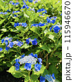 晴れ晴れ紫陽花 115946670