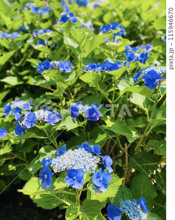晴れ晴れ紫陽花 115946670